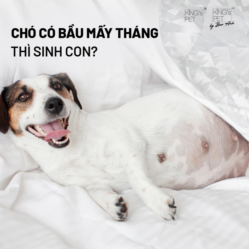 Chó Có Bầu Mấy Tháng Đẻ? Cách Chăm Sóc Chó Bầu