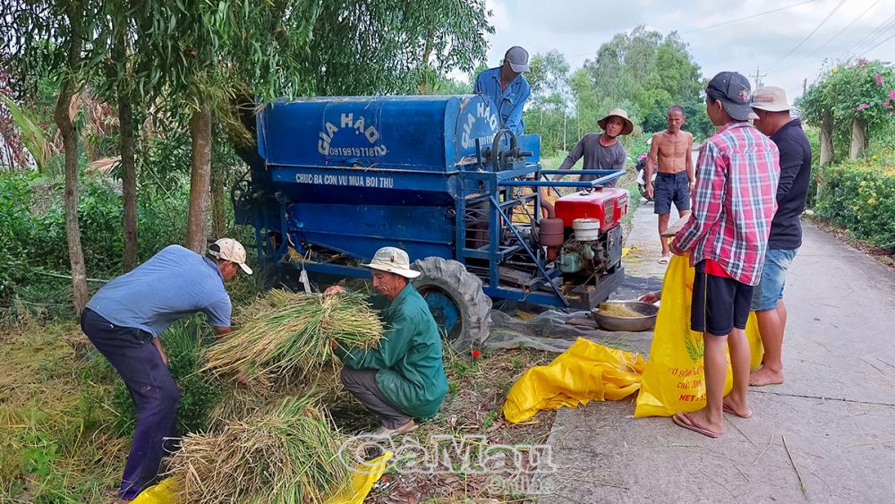 Công đoạn thu hoạch lúa vất vả do mưa lớn