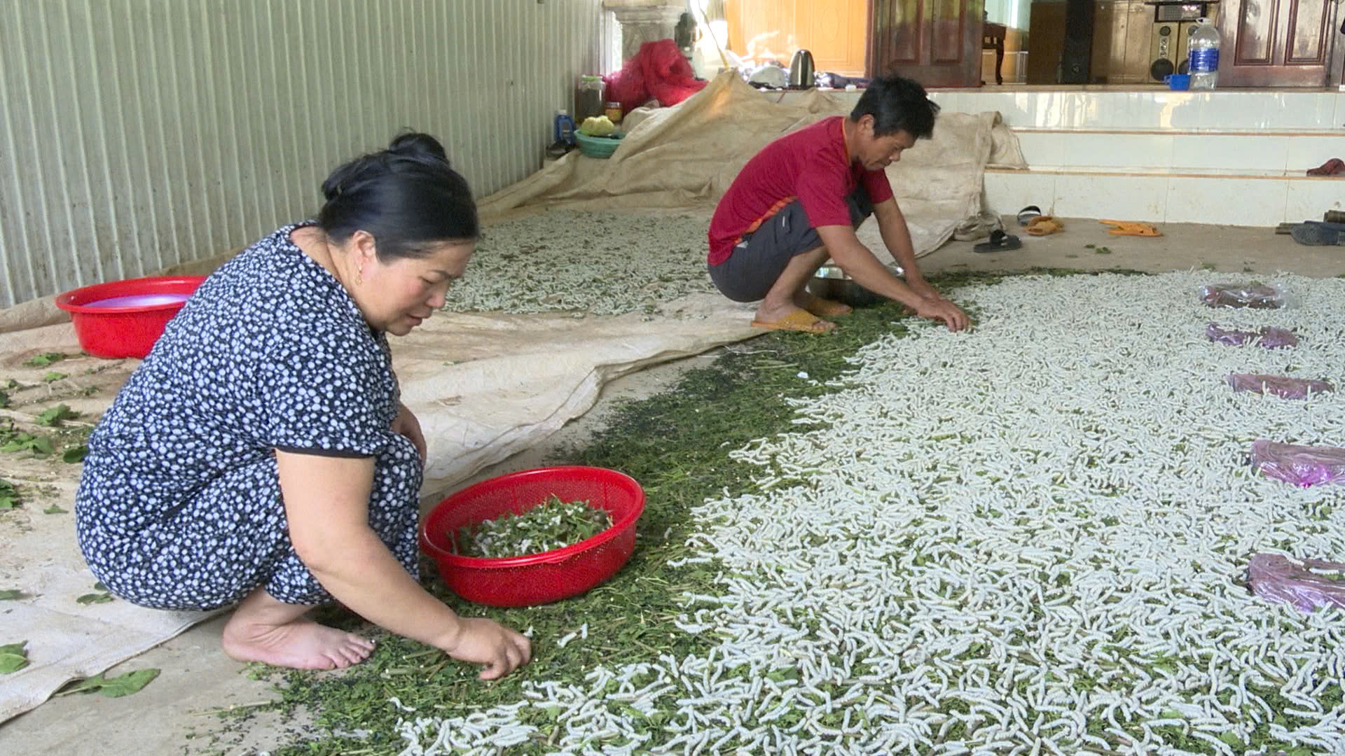 Vườn dâu xanh tốt tại Đăk Hà, Kon Tum - Nguồn thu nhập mới cho người dân