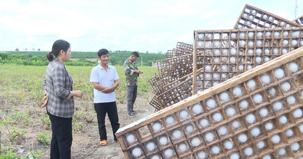 Ở Kon Tum, dân đang trồng loại cây gì là vặt lá làm thức nuôi loài vật này, nhà nào khá giả?