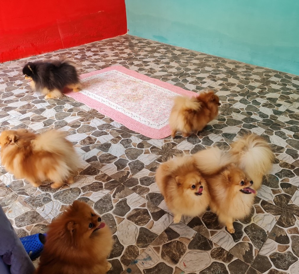 Chó Pom thuần chủng đạt chuẩn