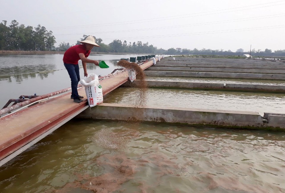 Nuôi trồng thủy sản ứng dụng công nghệ cao tại Hà Nội