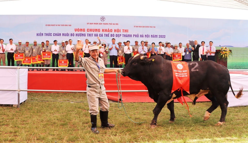 Hội thi Kiến thức chăn nuôi bò hướng thịt và cá thể bò đẹp TP Hà Nội