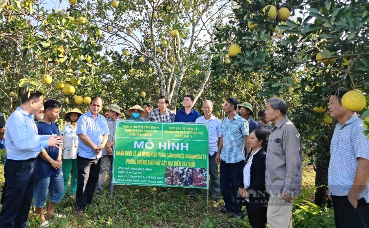 Tổ kiến vàng khỏe mạnh trên cây bưởi, một dấu hiệu của mô hình nuôi kiến vàng thành công