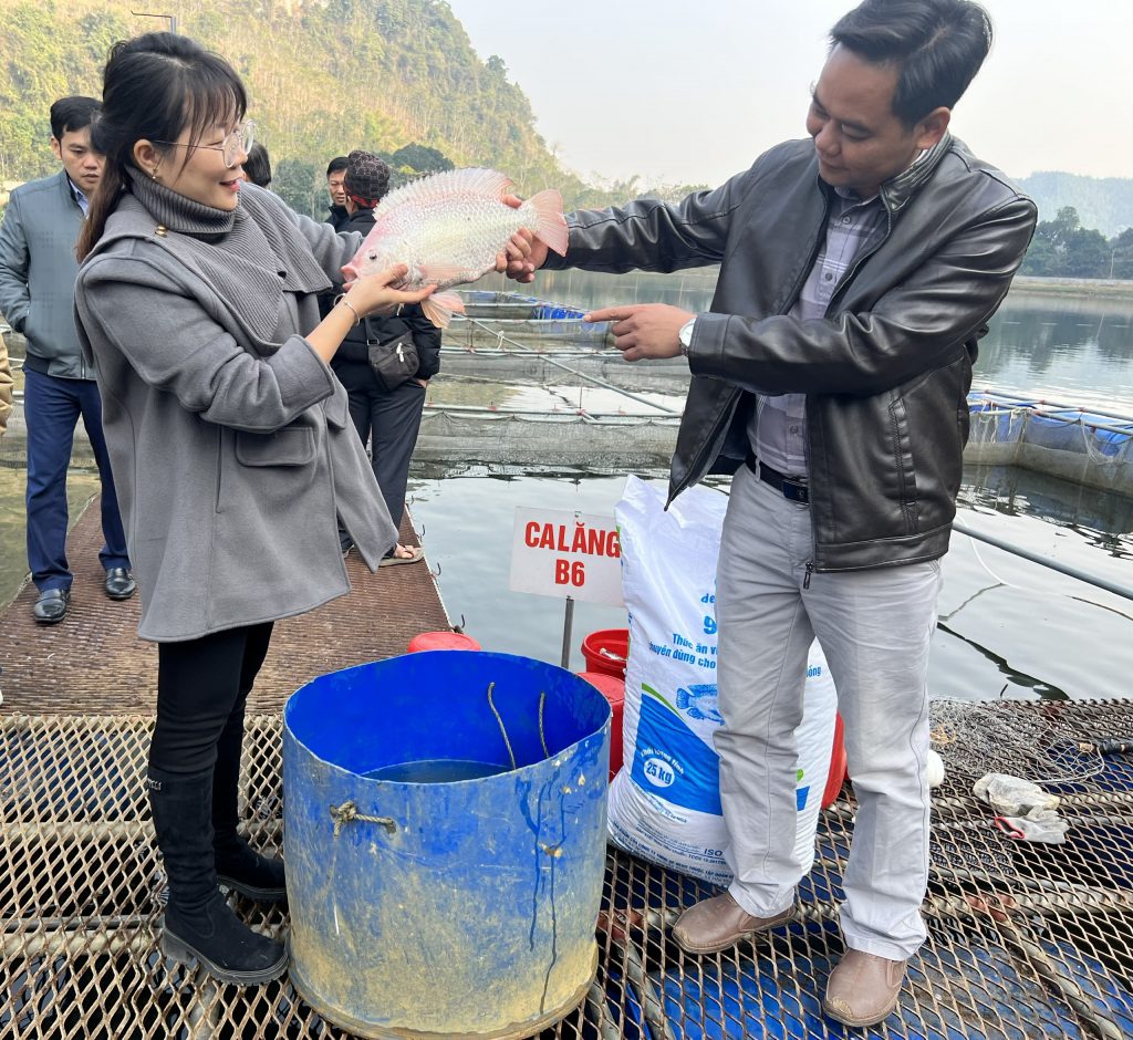 Mô hình nuôi cá Diêu Hồng VietGAP tại Bắc Kạn