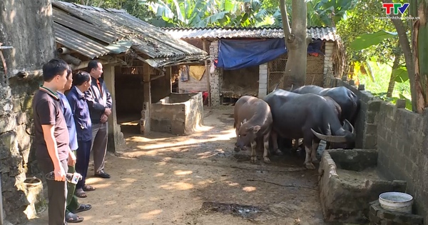 Gỡ khó phát triển chăn nuôi đại gia súc tại các huyện miền núi