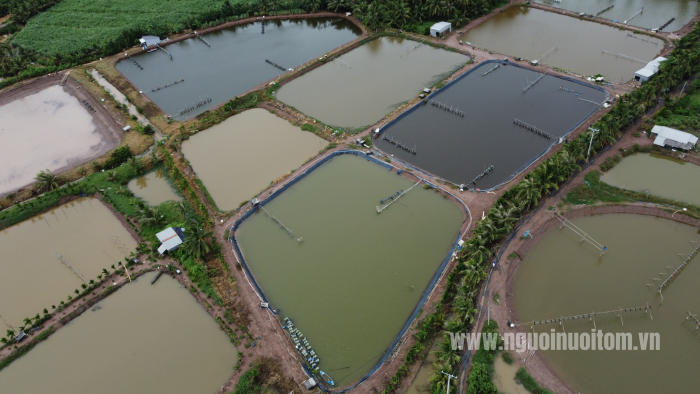 Tôm thẻ chân trắng trong quá trình lột xác