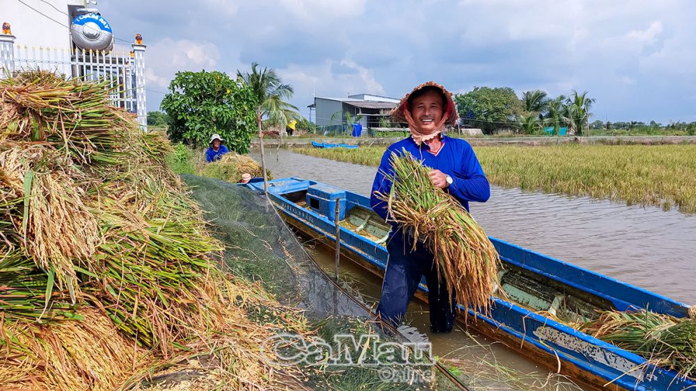 Ông Hà Thanh Tuấn vui mừng với năng suất lúa cao