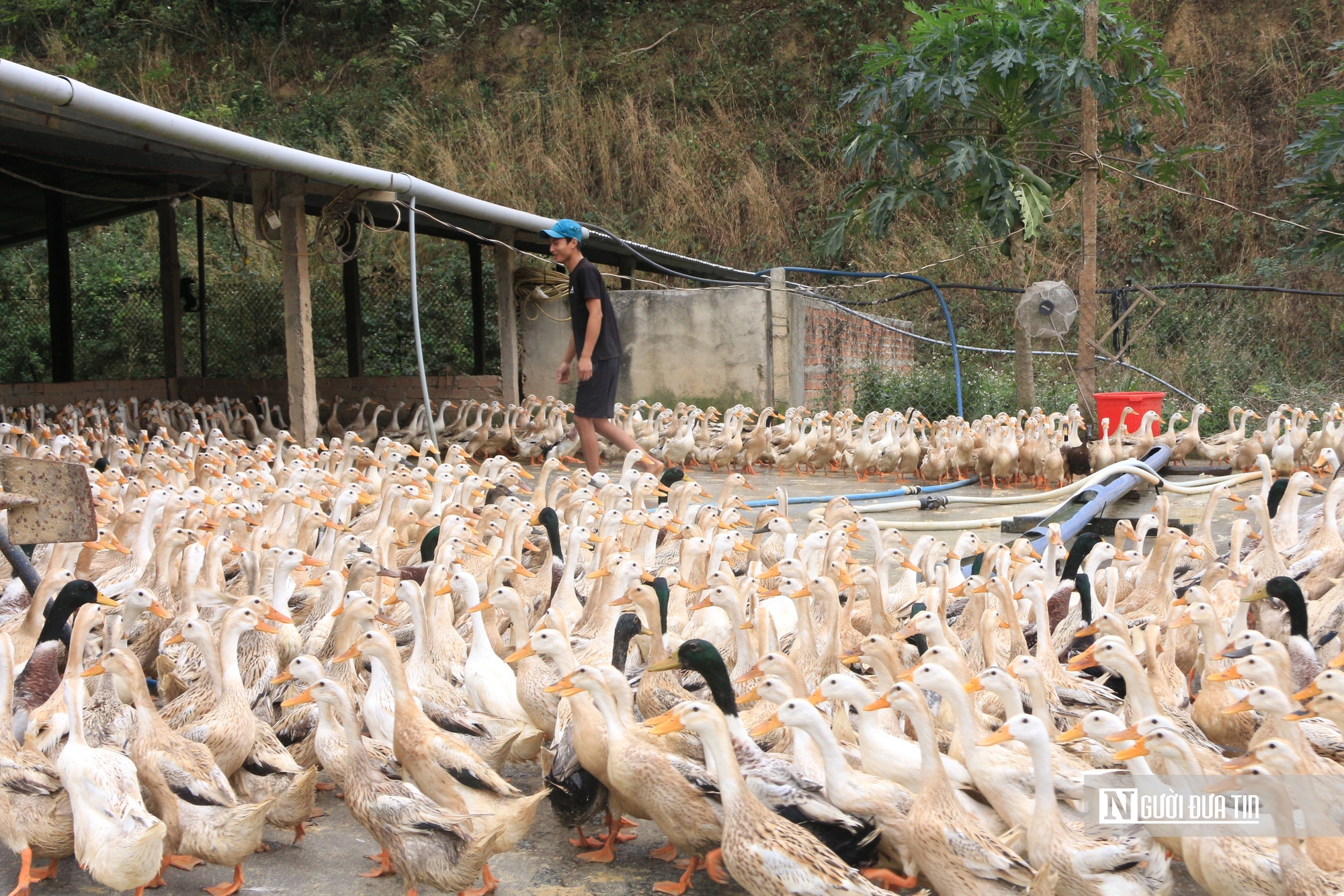 Trang trại nuôi vịt quy mô lớn