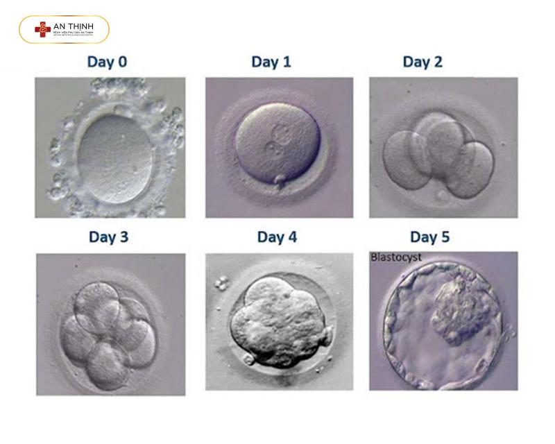 Phôi phát triển sau 5 ngày nuôi cấy