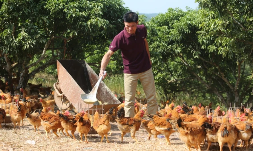 Tập trung phòng chống dịch bệnh trên đàn vật nuôi - Báo Lạng Sơn