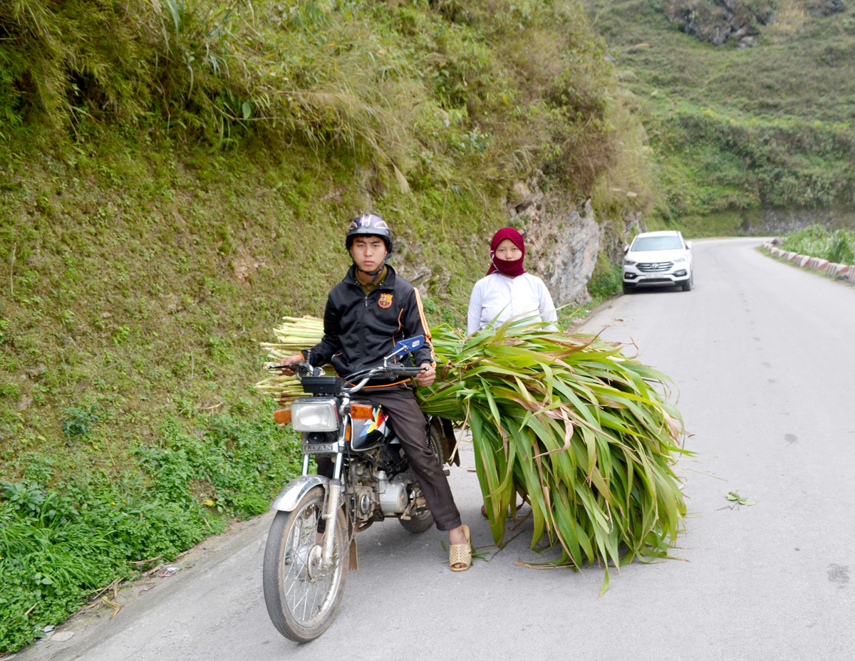 Người dân xã Pả Vi chăm sóc đàn bò trong mùa đông giá rét