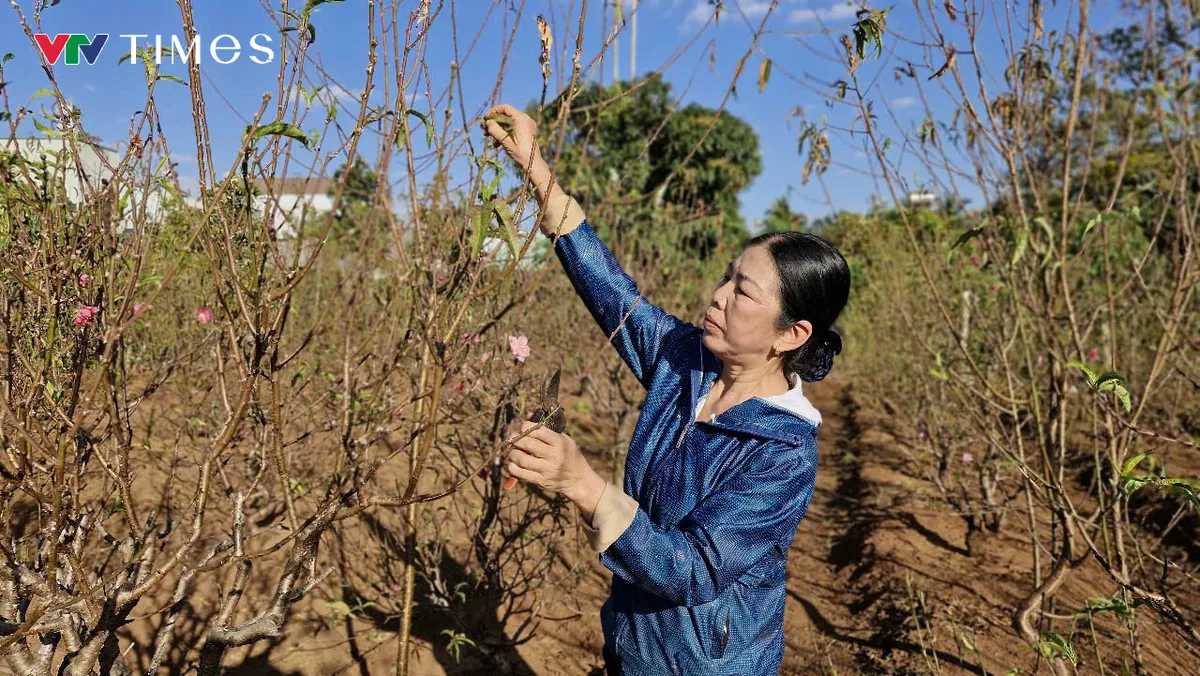 Bà Thỏa chăm sóc từng cành hoa đào với sự tỉ mỉ và tâm huyết