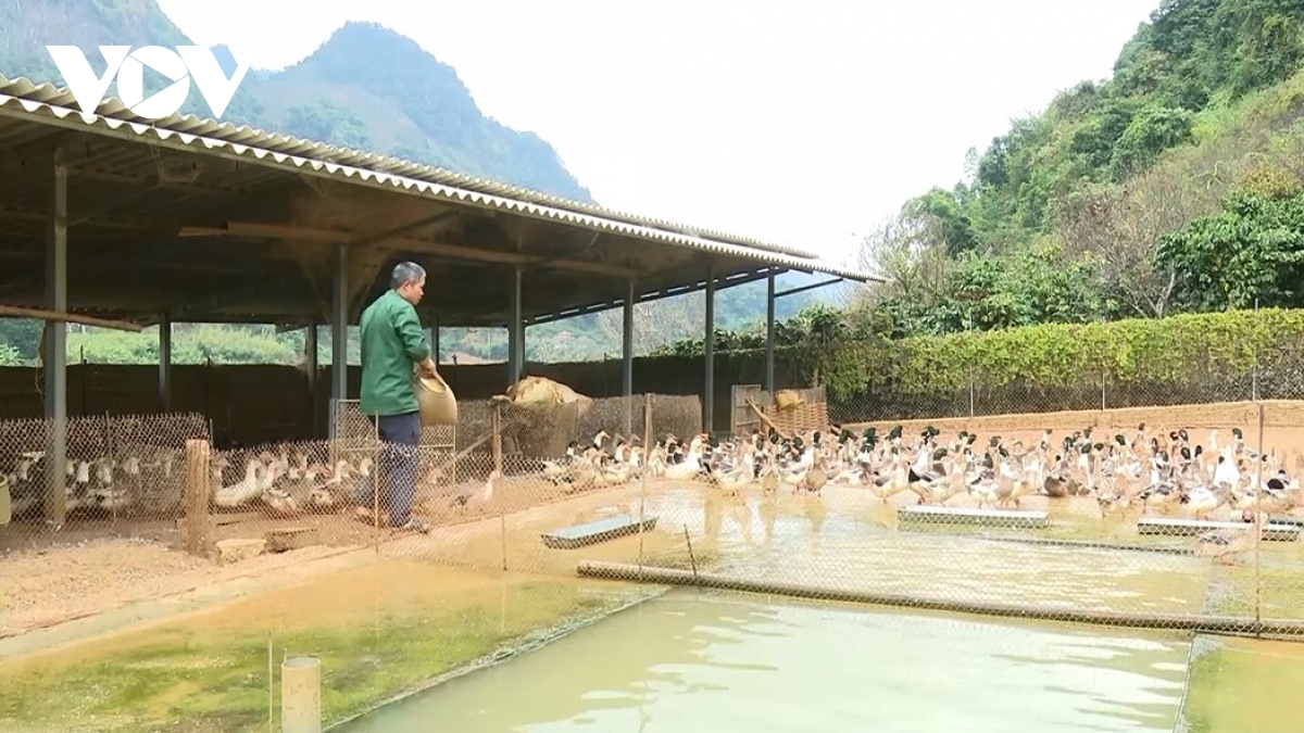 Mô hình nuôi vịt cổ xanh của gia đình ông Tòng Văn Lả