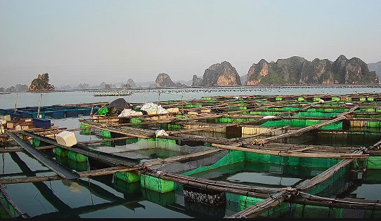 Cơ sở lồng bè của anh Nguyễn Văn Phú trước bão - Minh chứng cho sự mất mát to lớn nhưng cũng là động lực vươn lên