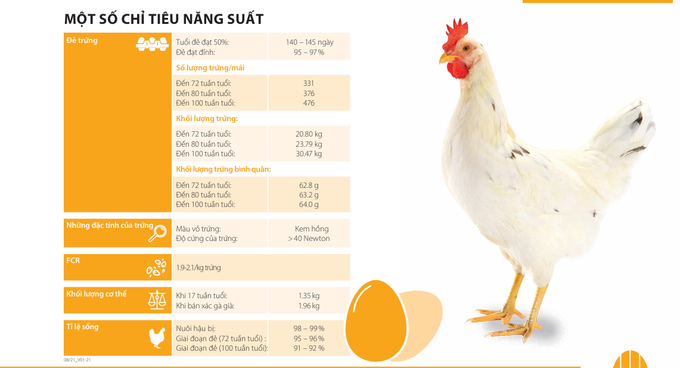 Gà Lohmann Sandy 1 ngày tuổi đã được tiêm phòng đầy đủ các loại vacxin