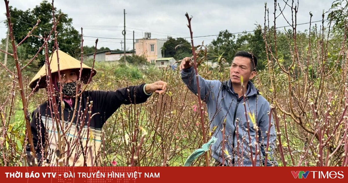 Người dân Tây Nguyên "đổi đời" nhờ trồng hoa đào Nhật Tân miền Bắc