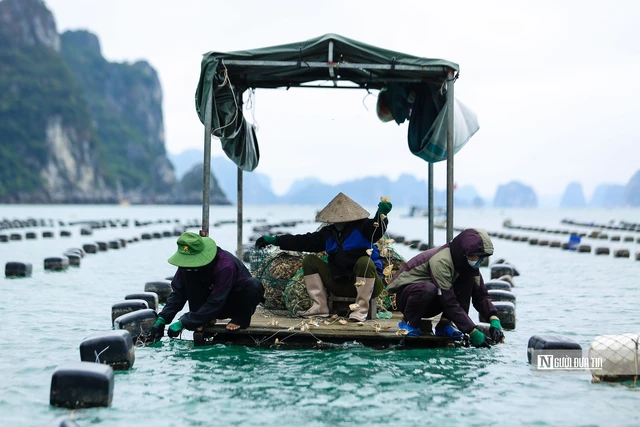 Người dân Quảng Ninh đang nỗ lực khôi phục sản xuất nuôi trồng thủy sản sau bão