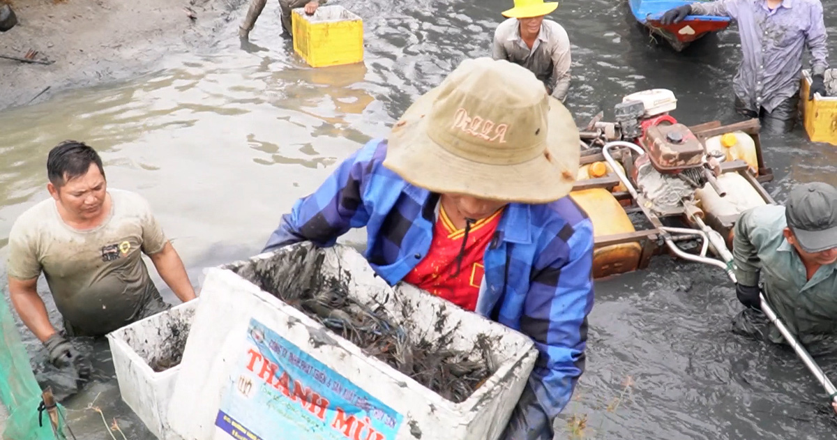 Tôm càng xanh được giá, người nuôi ăn Tết lớn